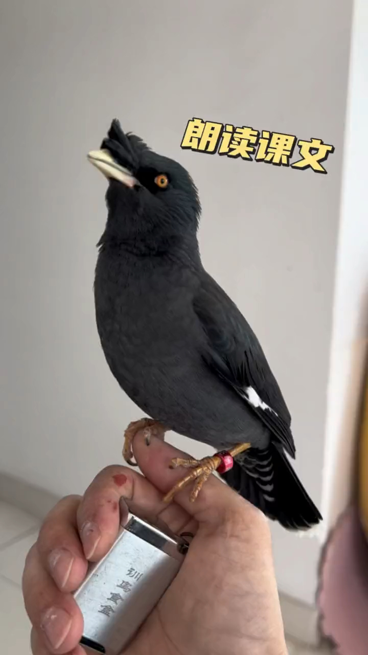 小八哥也懂得无爱一身轻,有爱变神经,无爱成语背上心。