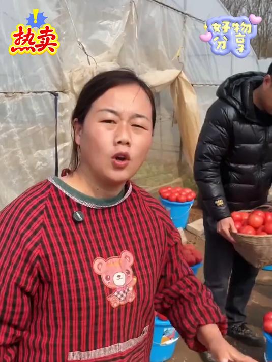 新疆露天沙瓤番茄，低价清仓求带走