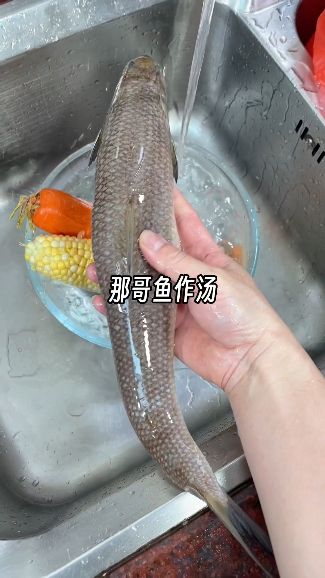 那哥鱼熬出来的汤加入玉米萝卜,简直太鲜甜了