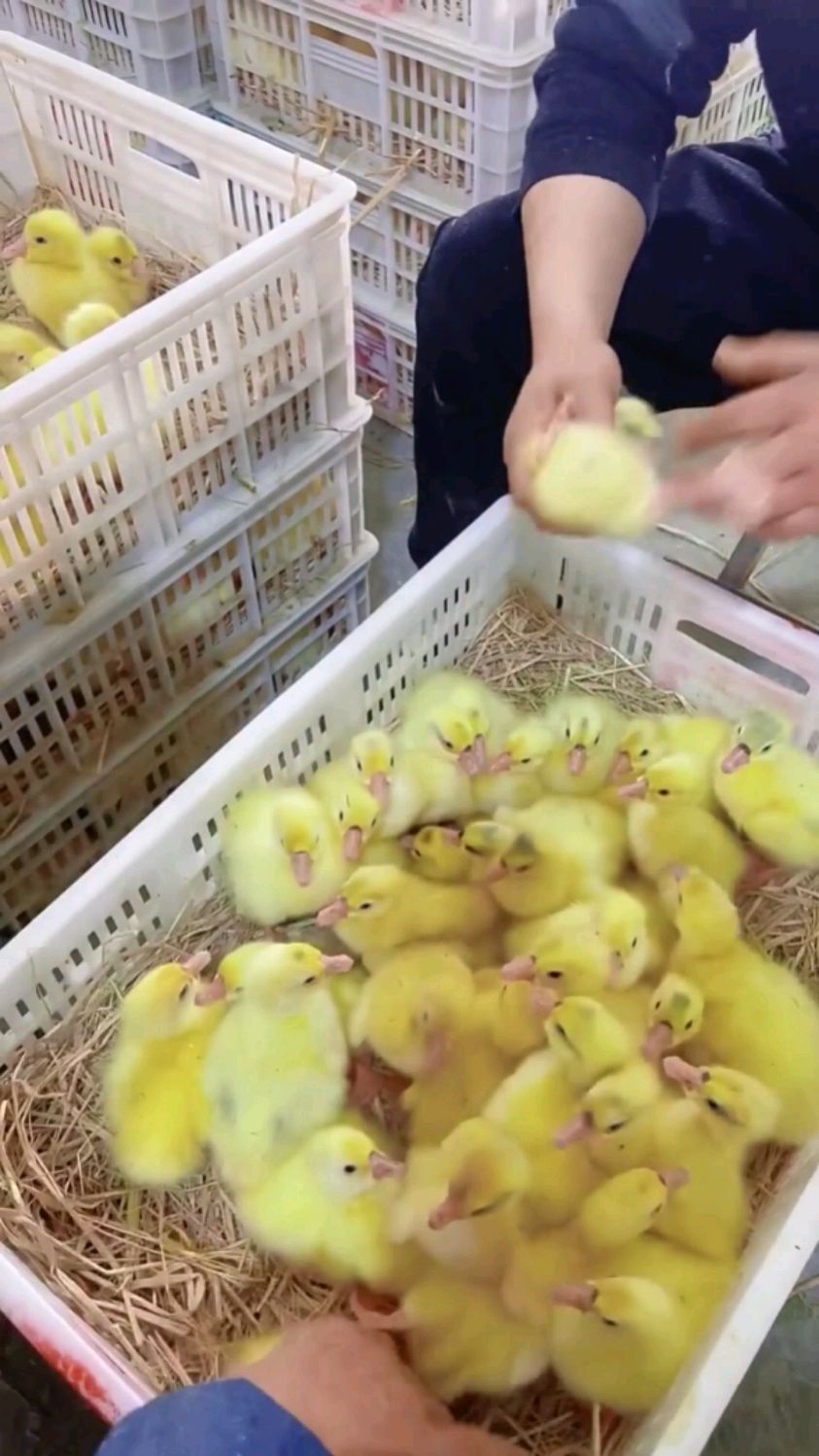 十秒钟教你小鹅如何分公母