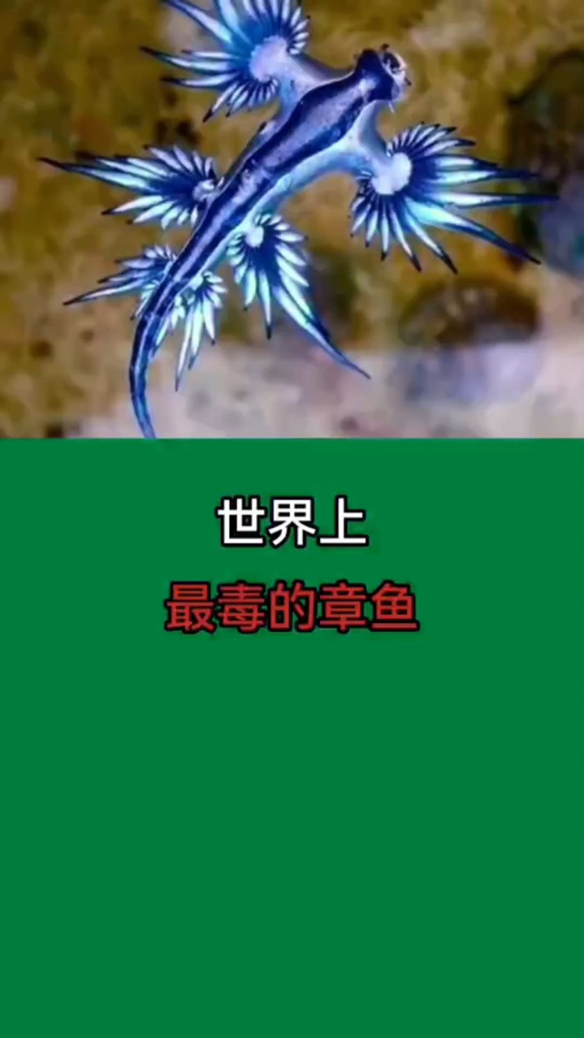 【世界上,最毒的章鱼】