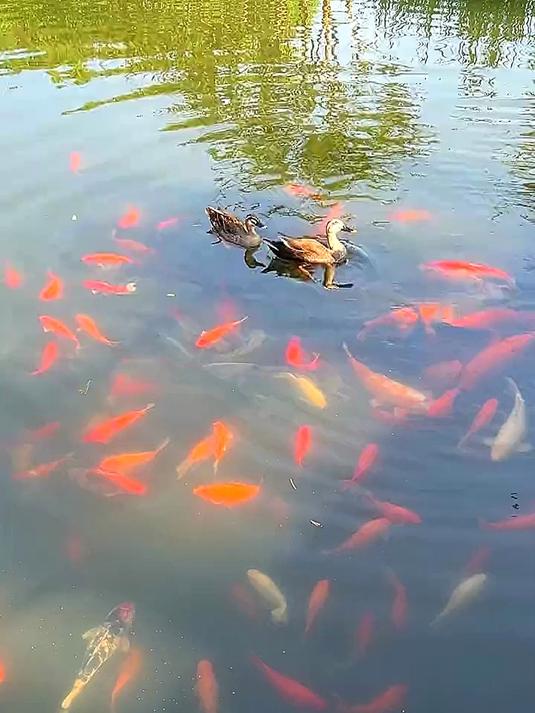 这个夏天来一次杭州西湖花港观鱼，看一幅生动的生态画卷#旅游创作季#