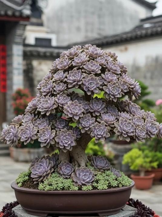静静的赏花 #多肉花园# #私家花园设计# #组合盆栽##中式合院##庭院#