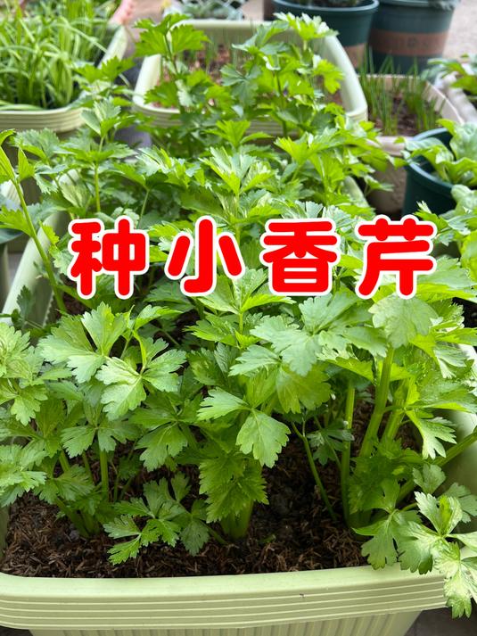 小香芹如何种植?现在用小苗去种,很快就能吃上美味的小香芹了
