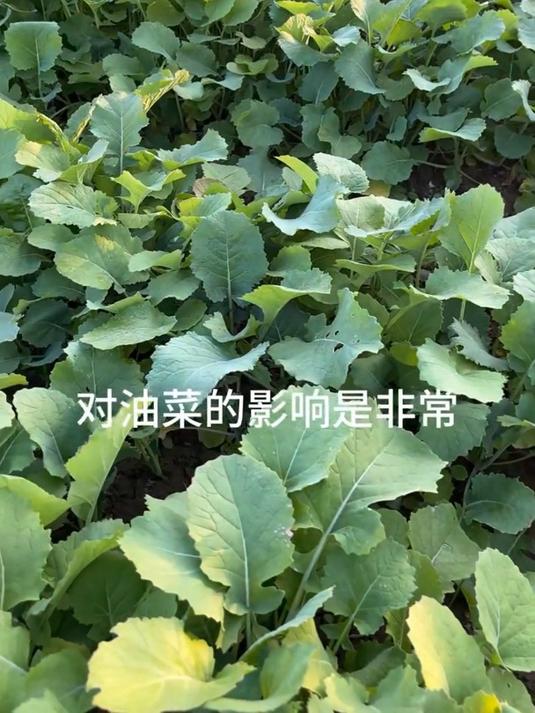 油菜病菌清,用于油菜,霜霉病黑腐病病毒病白锈