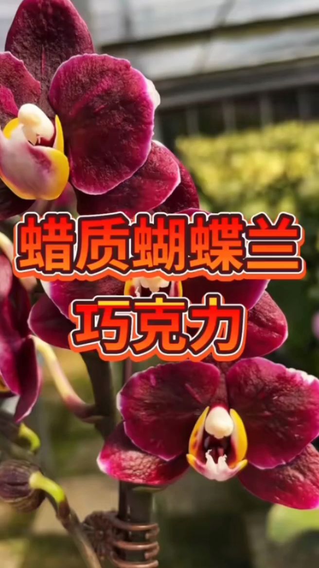 蜡质蝴蝶兰巧克力,蜡质花的花期相对更长,花瓣后盾