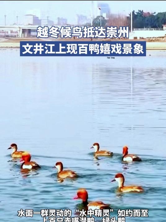 越冬候鸟抵达崇州，文井江上现百鸭嬉戏景象