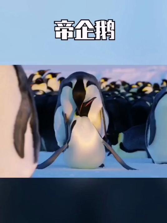 逗比帝企鹅