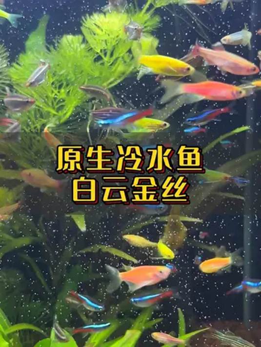 新手养鱼选白云金丝,颜值高易养,能混养小型鱼