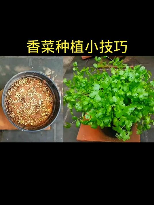 香菜种植 四季播种的香菜种植技巧