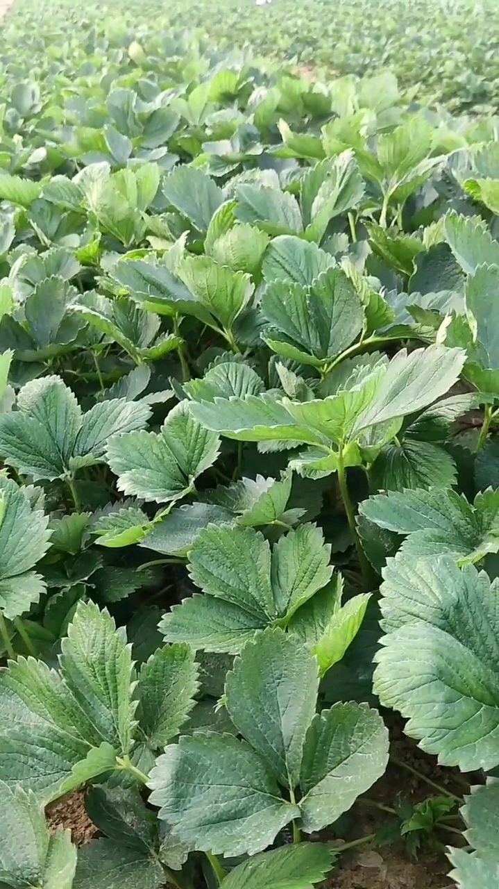 法兰地草莓苗,四叶一心草莓苗繁育基地,法兰地草莓苗批发价格