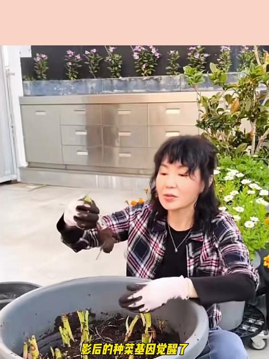 61岁张曼玉挖芋头 女神退休生活好惬意