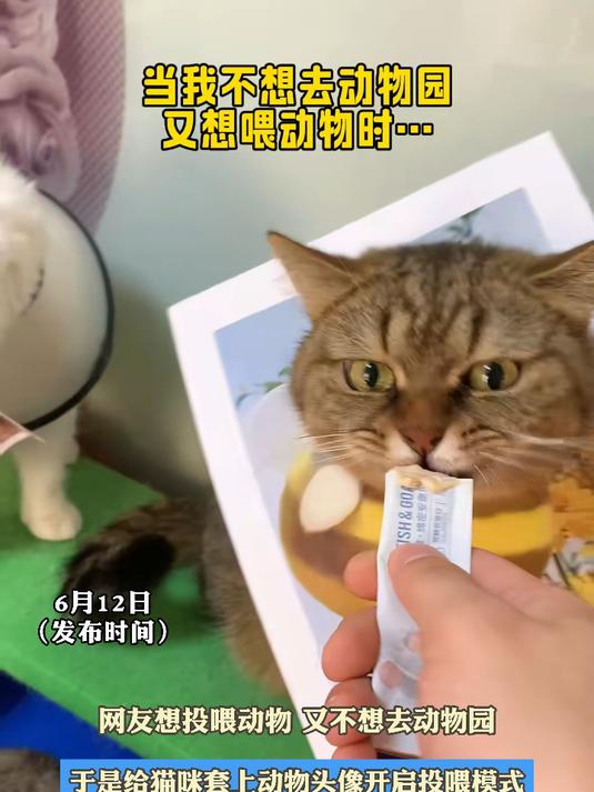 网友想投喂动物 又不想去动物园，于是给猫咪套上动物头像开启投喂模式#金榜同行时#