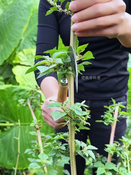 刺苋菜也叫野苋菜,苋菜梗在南方地区很受欢迎