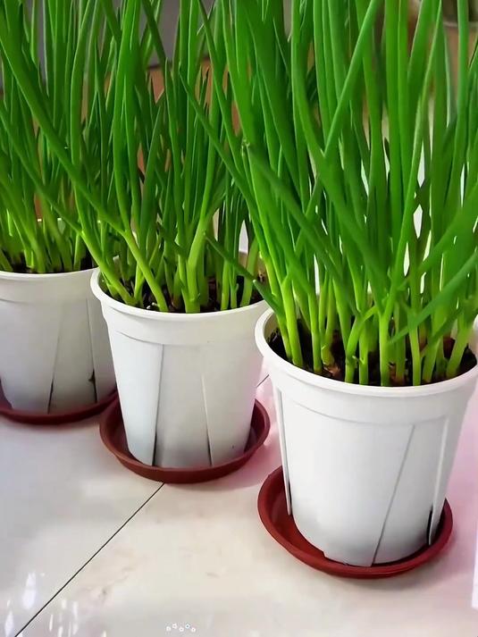 香味浓郁长势猛！四季小香葱种子，阳台盆栽，耐寒蔬菜种子#葱#