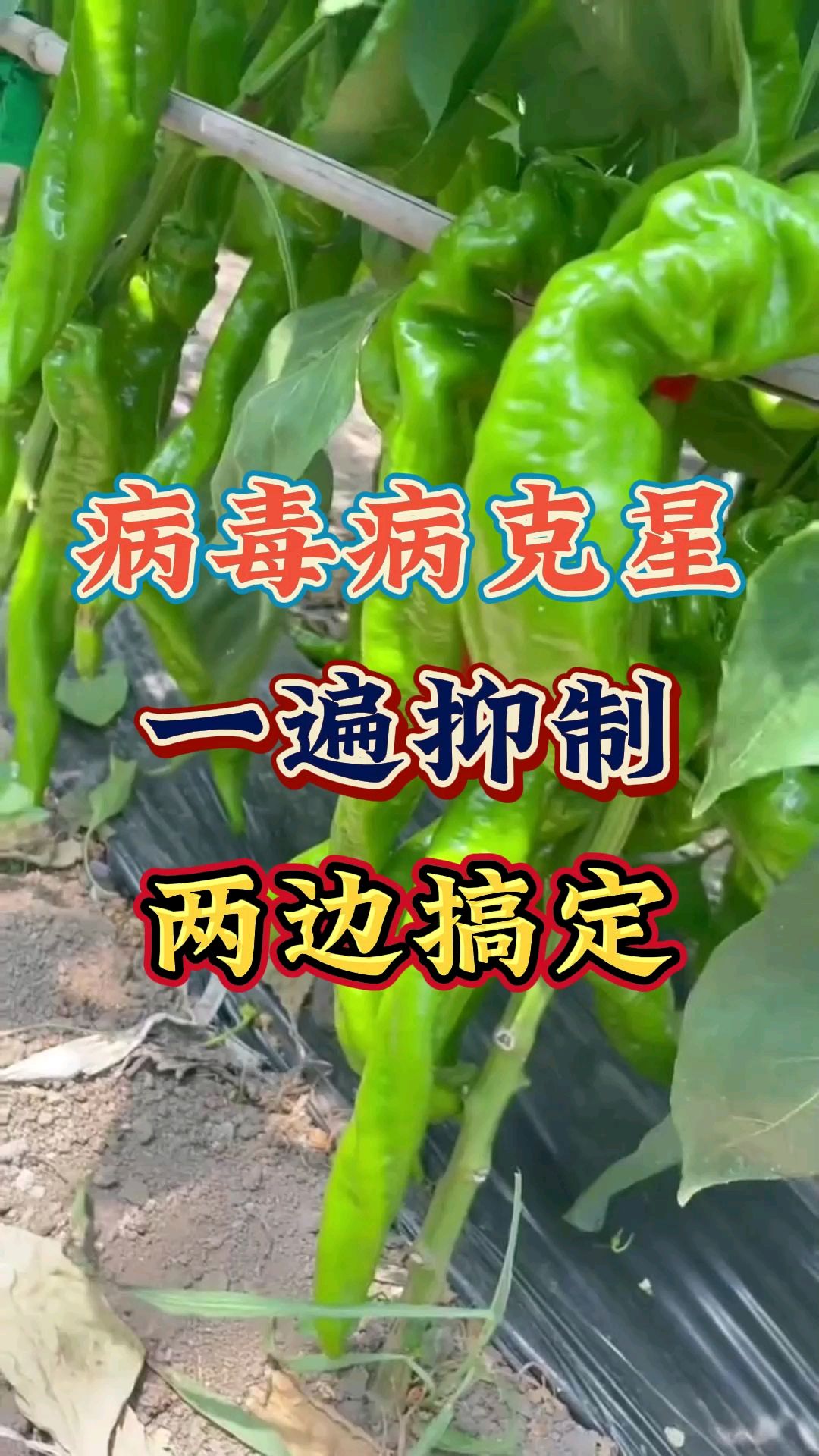 作物病毒病花叶卷叶怎么办?病毒克星一次见效,同时防治真菌细菌病害