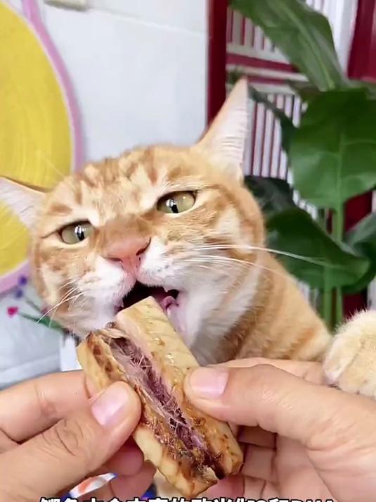 有了这个蒸煮鲣鱼条,哪还用得着给猫咪买