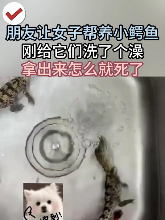 朋友让女子帮养小鳄鱼 刚给它们洗了个澡 拿出来怎么就死了