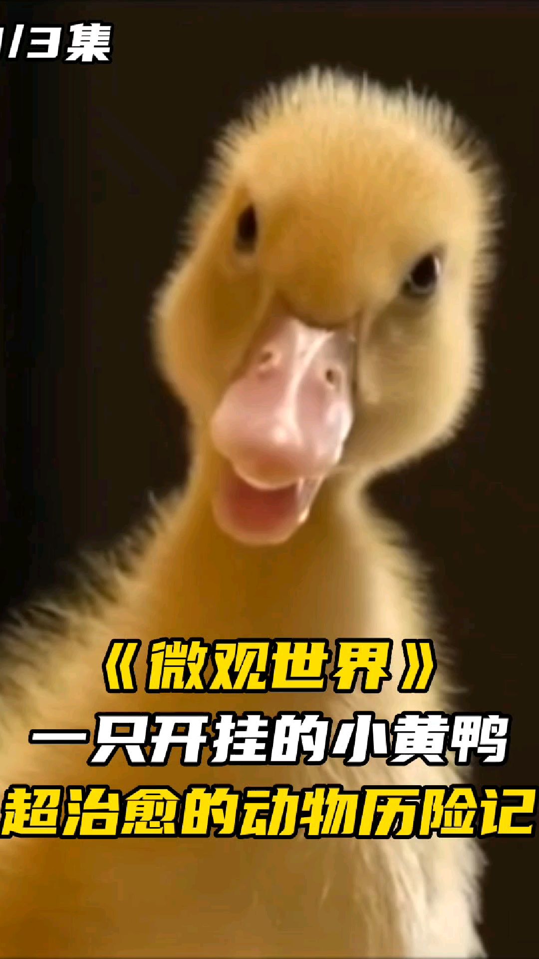 第3集:一只开挂的小黄鸭,超治愈的动物历险记!