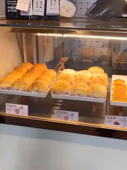 店铺橱窗内老鼠在面包上乱爬,涉事店铺已消杀停业整改,市场监管局介入