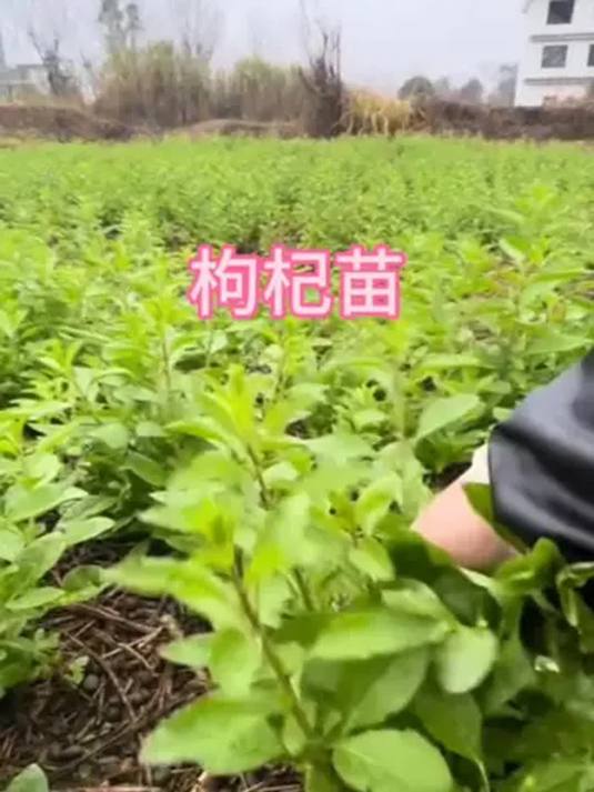 枸杞菜苗新鲜耐寒,大叶可食能盆栽,实用农业种植