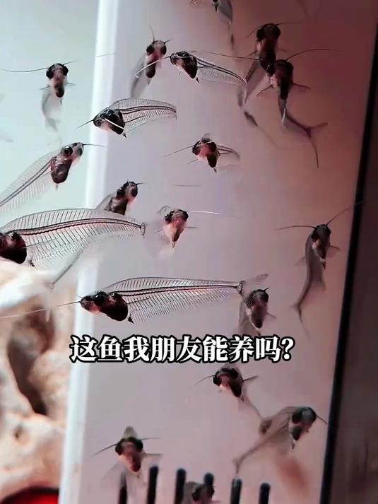 离谱！有的鱼10块随便养，有的鱼百万起步