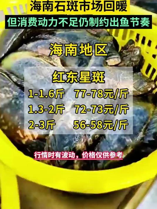 最高涨3元!海南石斑市场回暖,但消费动力不足仍制约出鱼节奏