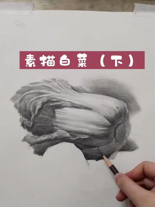 保姆级素描大白菜教学