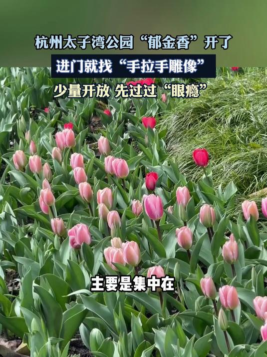 杭州太子湾公园“郁金香”开了,进门就找“手拉手雕像”