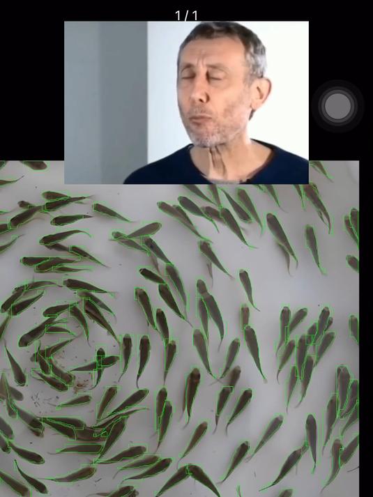 AI数鱼,一键识别,准确度高,一秒出鱼苗数量,还不快来试试