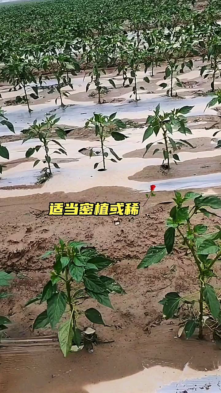 辣椒行距株距大全 ,朝天椒种植密度 ,金乡辣椒种植密度方法