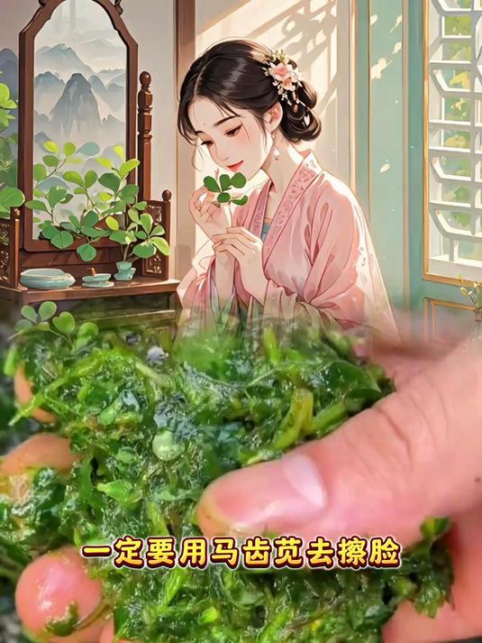 古人的智慧 马齿苋敷脸的功效与作用