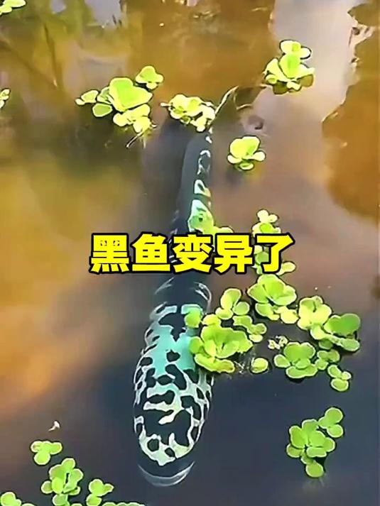 黑鱼变异了