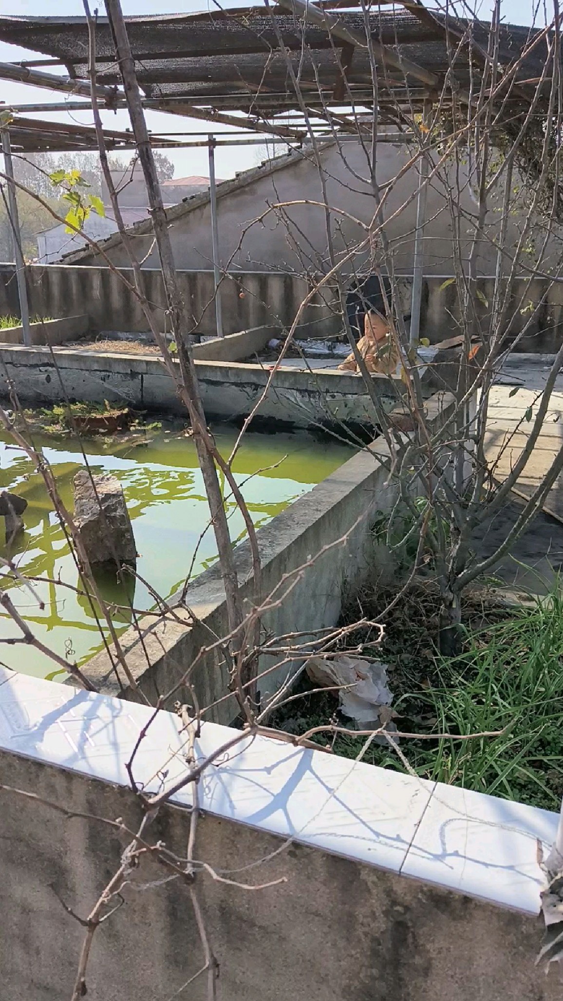 楼顶上的鱼池和菜园