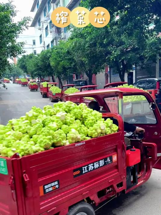 A (2)好多的榨菜滞销,农民真不容易啊!