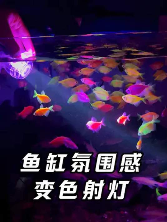鱼缸灯太牛啦!彩色防水 360 度照 遥控控制