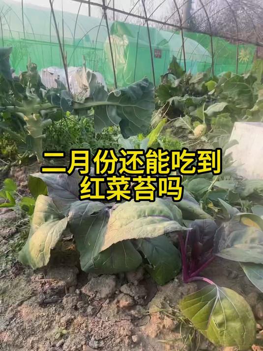 二月份还能吃到红菜苔吗#三农#