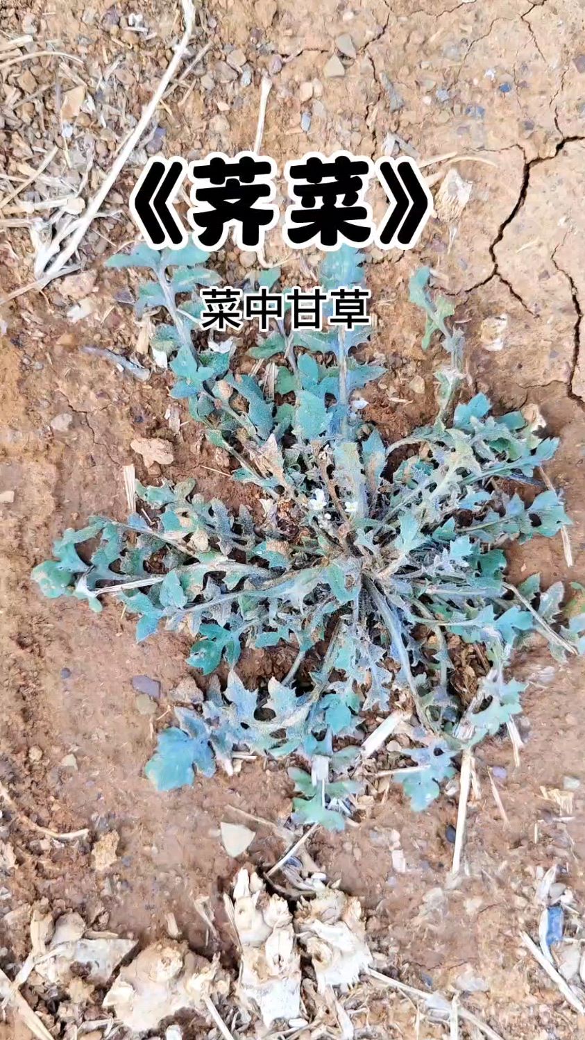 最受欢迎的野菜之一荠菜