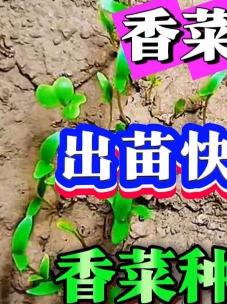 香菜种植小妙招怎么种出苗快出苗齐