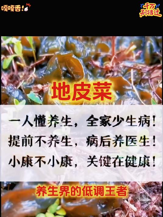 你知道地皮菜是什么吗