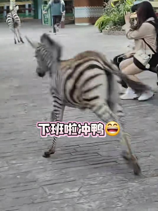 长隆动物下班名场面，小斑马跟在奶妈后面抢着下班