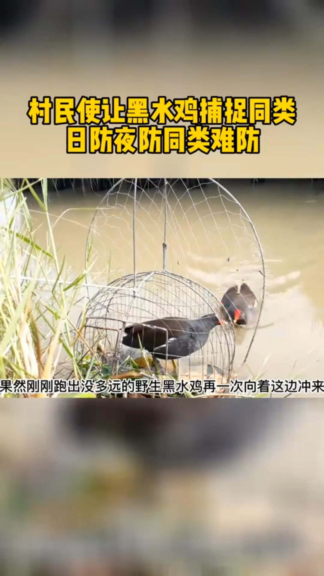 村民让黑水鸡捕捉同类,日防夜防同类难防。