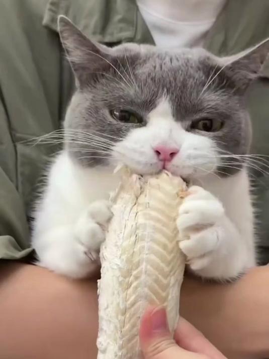 地狱厨房鳕鱼冻干绝了!原切高蛋白无污,猫犬通用金标款抢疯了～