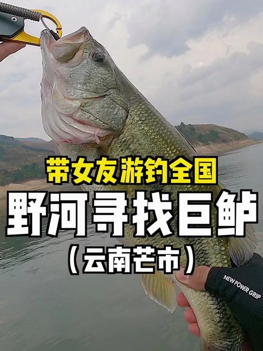 热心钓友发现云南边境野河鲈鱼泛滥了