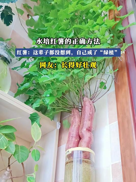 水培红薯的正确方法,红薯:这辈子都没想到,自己成了“绿植”