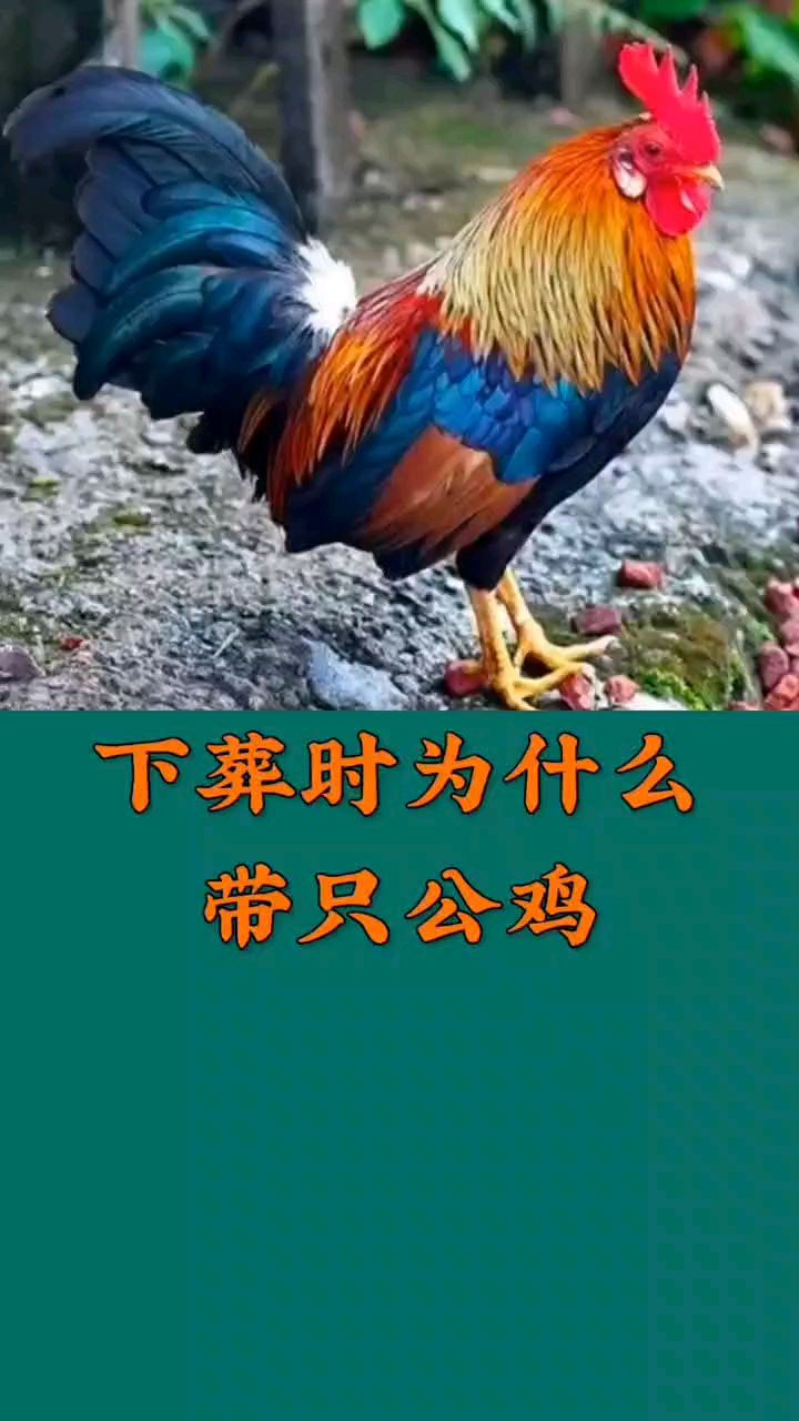 下葬时为什么带只公鸡,你那都有些什么说法?欢迎评论!