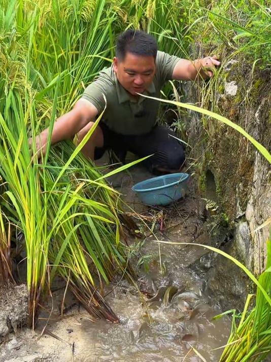 3个月前放了30斤鱼苗到田里面养，今天放水捉鱼看能收获多少