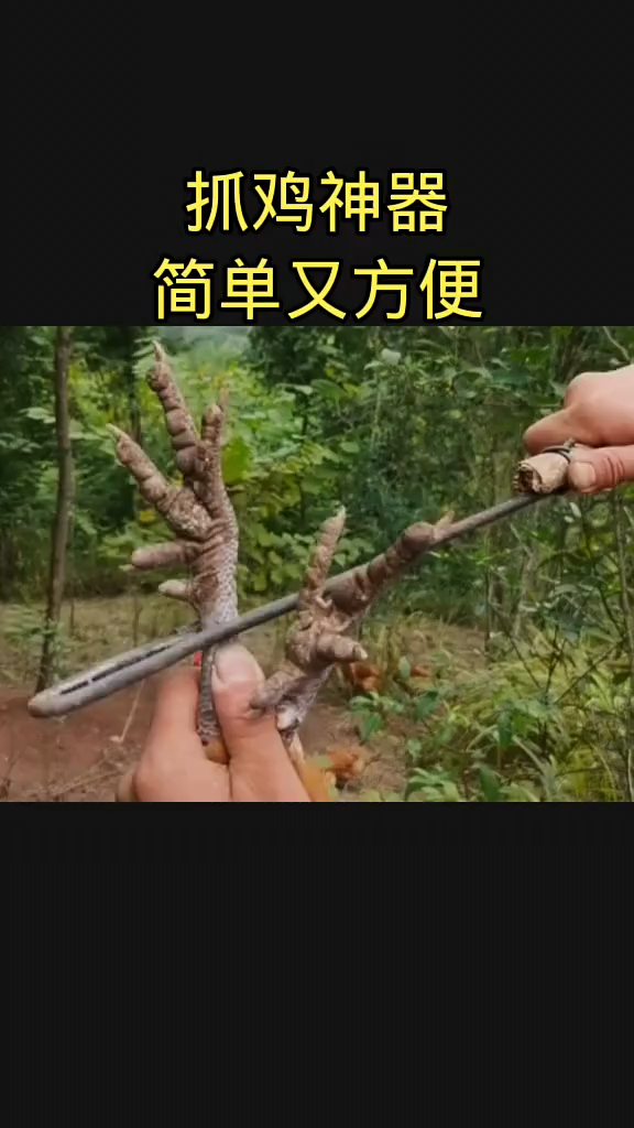 今天教大家做一个抓鸡神器