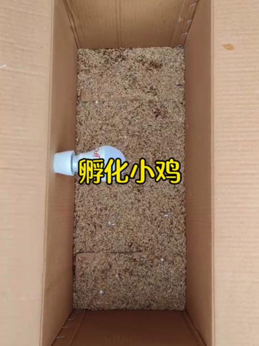 有趣的孵化小鸡宝宝