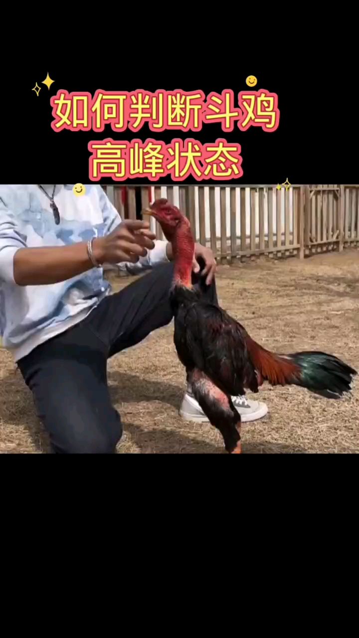 如何判断斗鸡高峰状态